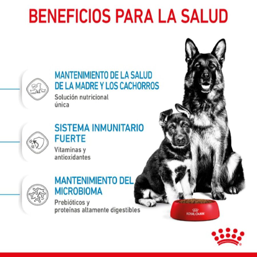 Royal Canin Starter Maxi Mother&Baby ração para cães, , large image number null